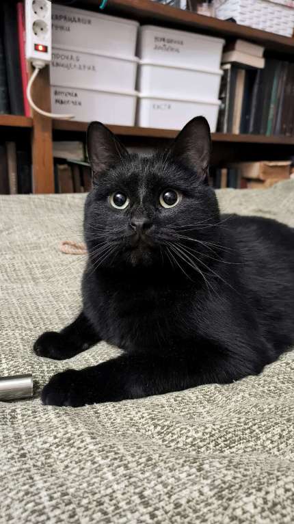 Кошки в Москве: Черный кот Ферми Мальчик, Бесплатно - фото 7