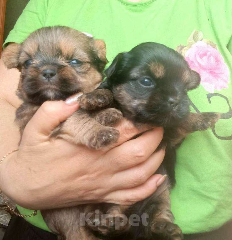Собаки в Москве: Малыши Shorkie мальчики Мальчик, 20 000 руб. - фото 2