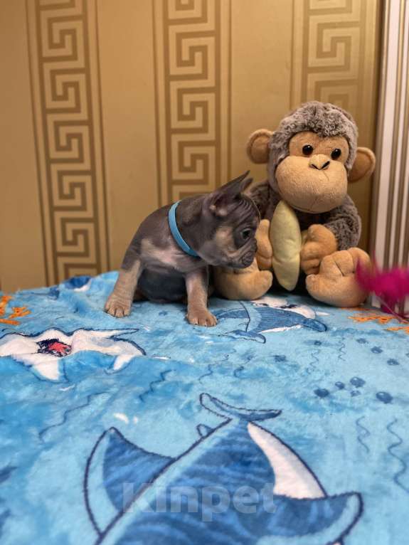 Собаки в других городах Московской области: Французский бульдог щенок мальчик Мальчик, 50 000 руб. - фото 4