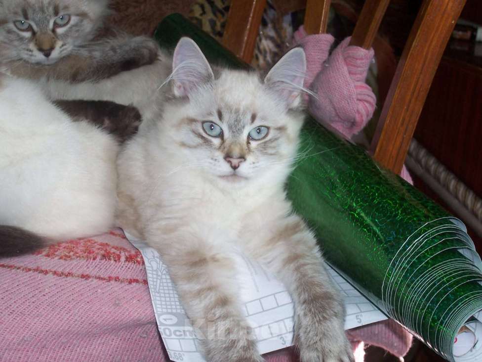 Кошки в Севастополе: Невский маскарадный котенок Мальчик, 15 000 руб. - фото 4