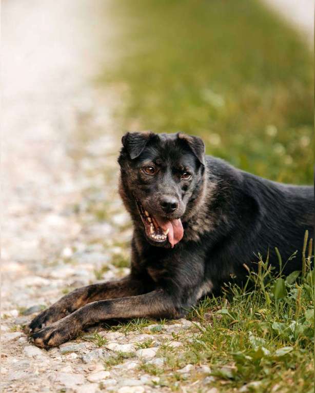 Собаки в Москве: Собака, которая верит в лучшее Девочка, Бесплатно - фото 5