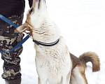 Собаки в Звенигороде: Красавец Хаммер собака в добрые руки Мальчик, Бесплатно - фото 5