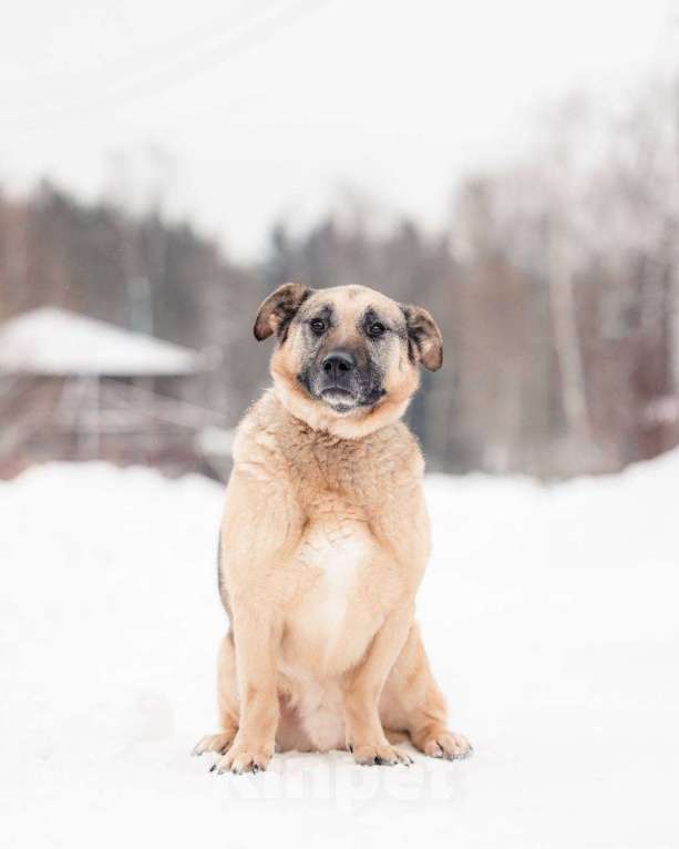 Собаки в других городах Московской области: Привет, я Малыш :) Мальчик, Бесплатно - фото 3