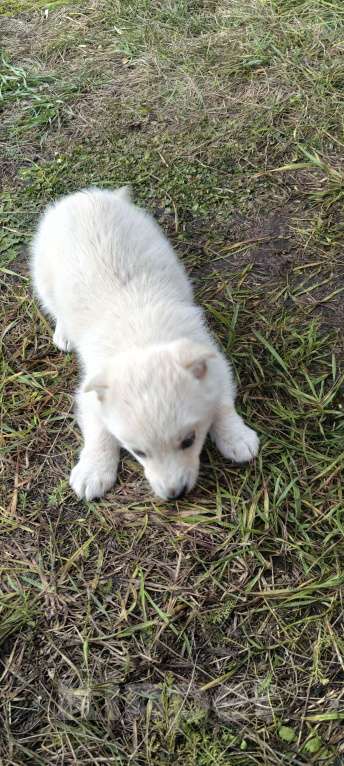 Собаки в Давлеканово: Найден щенок кремого цвета, пришёл в чужой двор, ориентировочно г Давлеканово, улица Утина. Девочка, Бесплатно - фото 2
