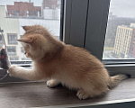 Кошки в других городах Московской области: Котенок золотая британская шиншилла ny 12, ny 11, ny 25 Мальчик, 50 000 руб. - фото 1