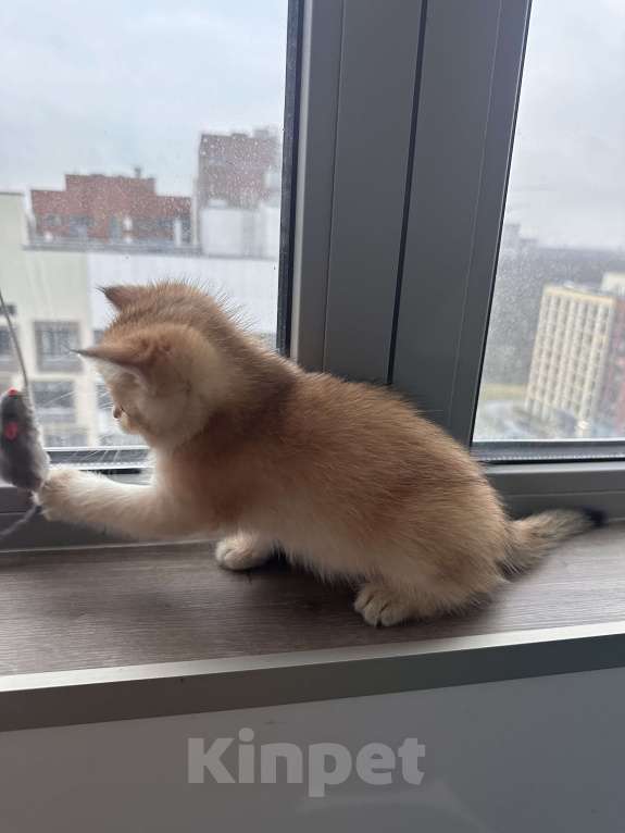 Кошки в других городах Московской области: Котенок золотая британская шиншилла ny 12, ny 11, ny 25 Мальчик, 50 000 руб. - фото 1