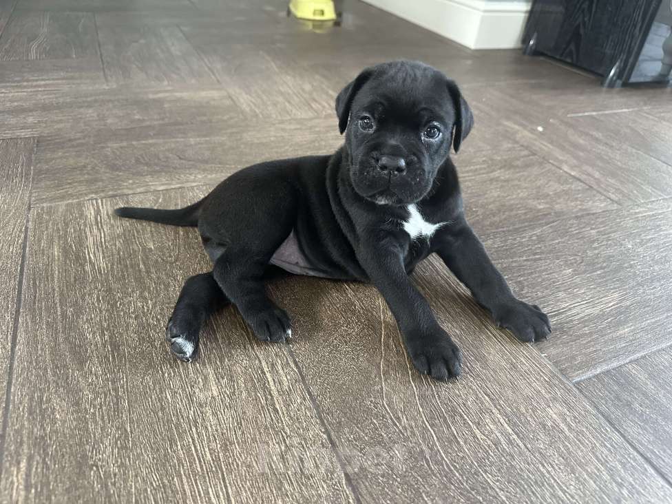 Собаки в других городах Московской области: Щенки кане-корсо Девочка, 45 000 руб. - фото 6