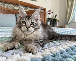 Кошки в Кургане: Кошечка мейн кун полидакт Девочка, 40 000 руб. - фото 4