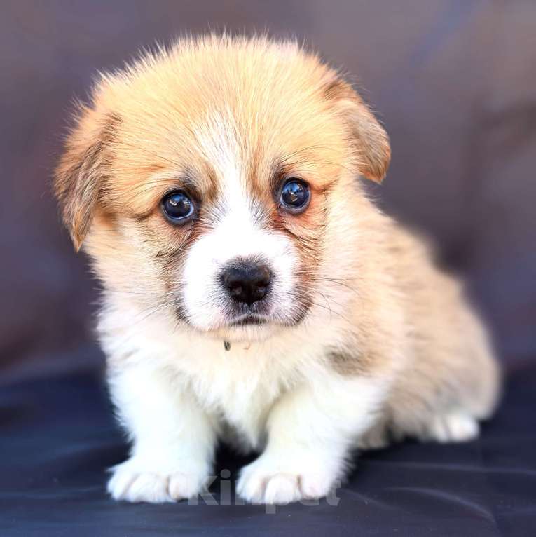 Собаки в Москве: Девочка вельш корги пемброк Девочка, 60 000 руб. - фото 1