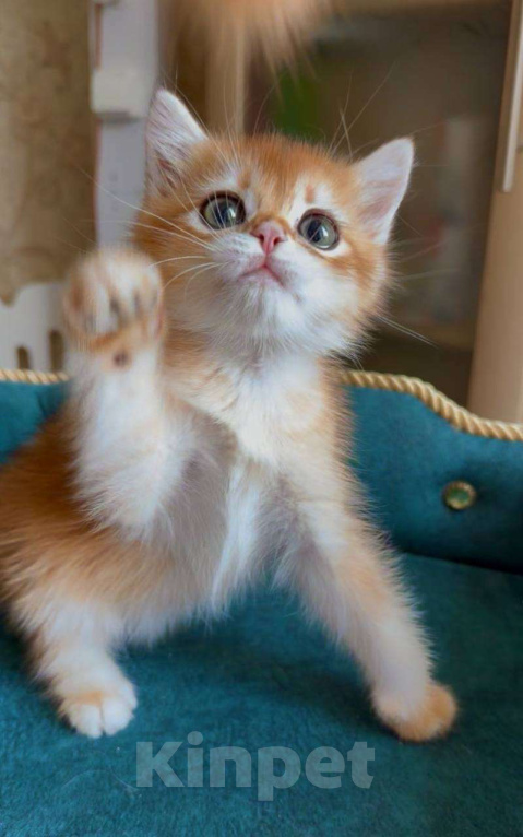 Кошки в Москве: Ксавьер Мальчик, 80 000 руб. - фото 2