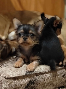 Маленький щенок