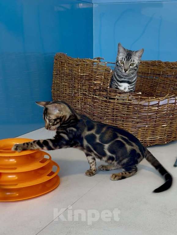 Кошки в Москве: Девочка Olivia Bamboo club Девочка, 60 000 руб. - фото 4