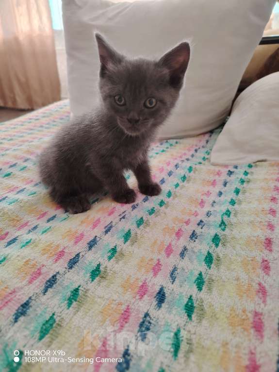 Кошки в Астрахани: Отдам котёнка в хорошие руки Девочка, Бесплатно - фото 2