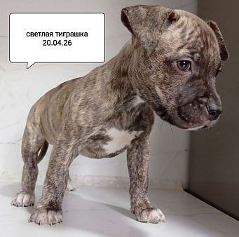 Американский питбультерьер . Девочка