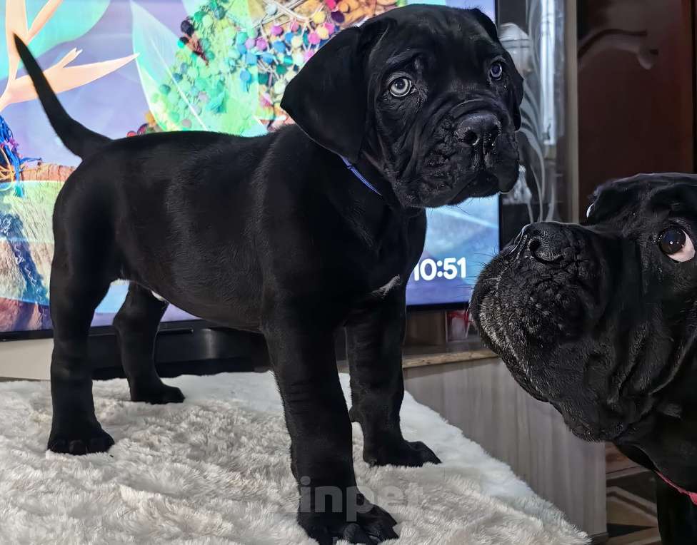 Собаки в других городах Крыма: Щенки Кане Корсо Мальчик, 80 000 руб. - фото 2