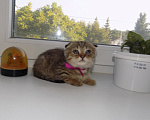 Кошки в Москве: Шотландский вислоухий короткошёрстный котёнок Девочка, 16 000 руб. - фото 7