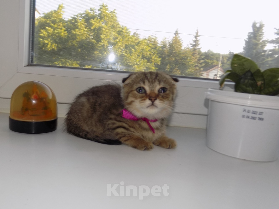 Кошки в Москве: Шотландский вислоухий короткошёрстный котёнок Девочка, 16 000 руб. - фото 7