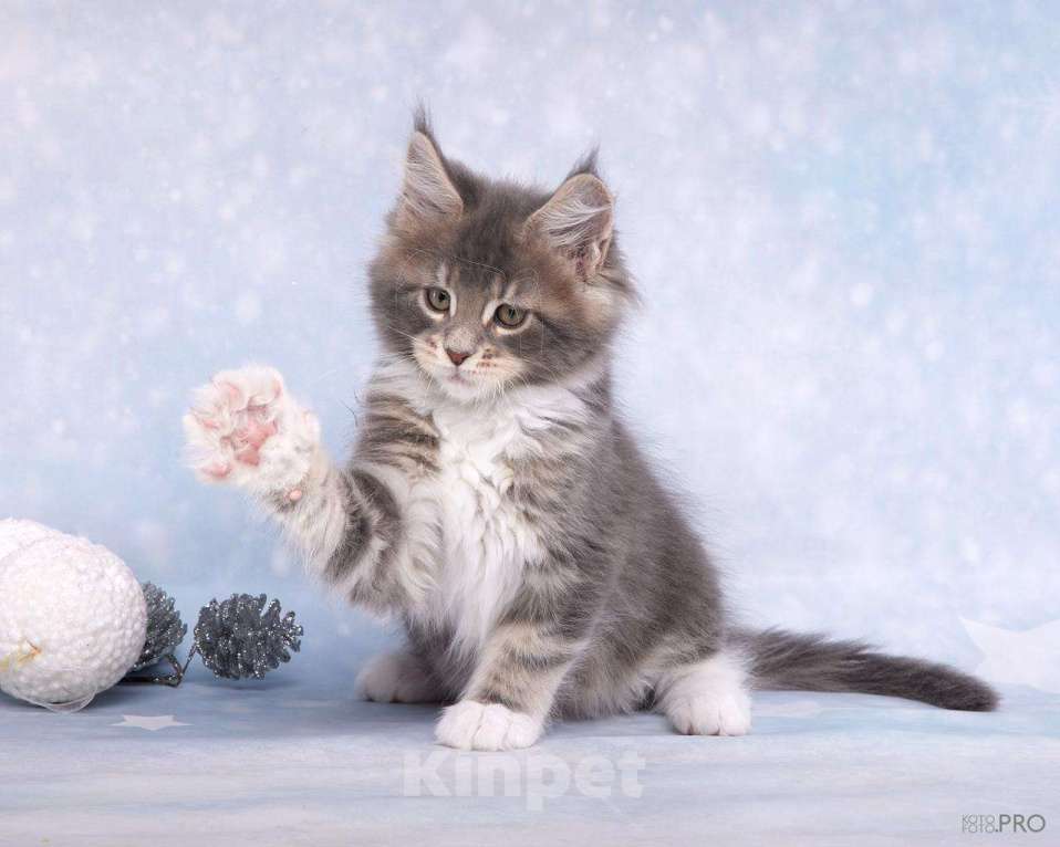 Кошки в Новосибирске: Кошечка  и кот породы Мейнкун  Девочка, 50 000 руб. - фото 4