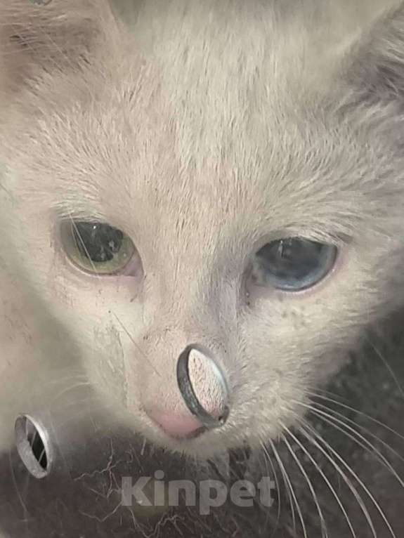 Кошки в Москве: На улицу через 3 дня Мальчик, Бесплатно - фото 2