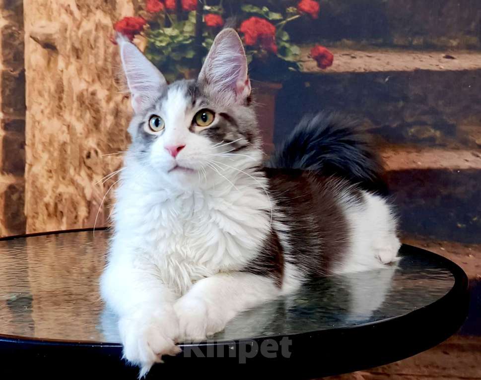 Кошки в Москве: Котик мейн-кун Мальчик, 35 000 руб. - фото 3