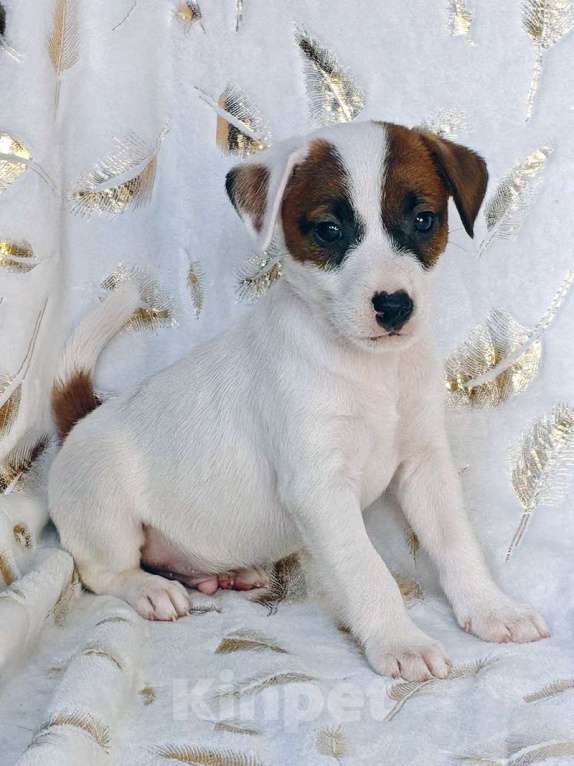 Собаки в других городах Московской области: Мальчик Парсон Рассел терьера Мальчик, 45 000 руб. - фото 4