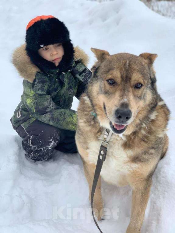 Собаки в Москве: Мэтью Мальчик, Бесплатно - фото 2