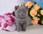 Кошки в Мурином: Британский голубой котик Мальчик, 25 000 руб. - фото 3