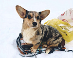 Собаки в Нижнем Новгороде: Вельш корги кардиган щенок Девочка, 30 000 руб. - фото 2