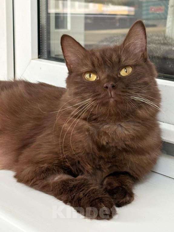 Кошки в Москве: Шоколадная кошечка ищет дом и самые добрые руки! Девочка, Бесплатно - фото 3