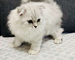 Кошки в кудрово: Шотландский котенок фолд Мальчик, 25 000 руб. - фото 1
