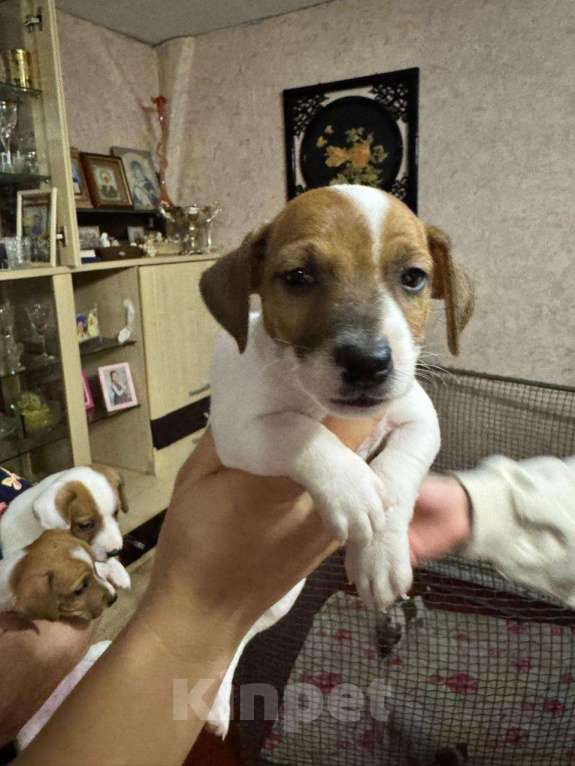 Собаки в Москве: Прода Джек Рассел терьер  Девочка, 15 000 руб. - фото 4