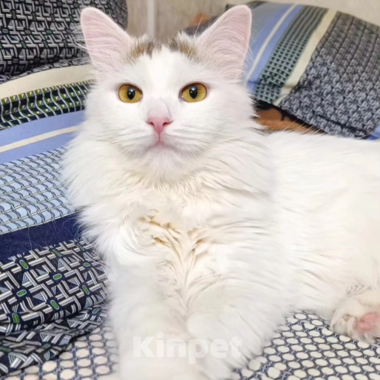 Кошки в Москве: Никому не нужный котик Бяша Мальчик, Бесплатно - фото 2