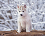 Собаки в Тольятти: Голубоглазый красавчик Мальчик, 50 000 руб. - фото 2