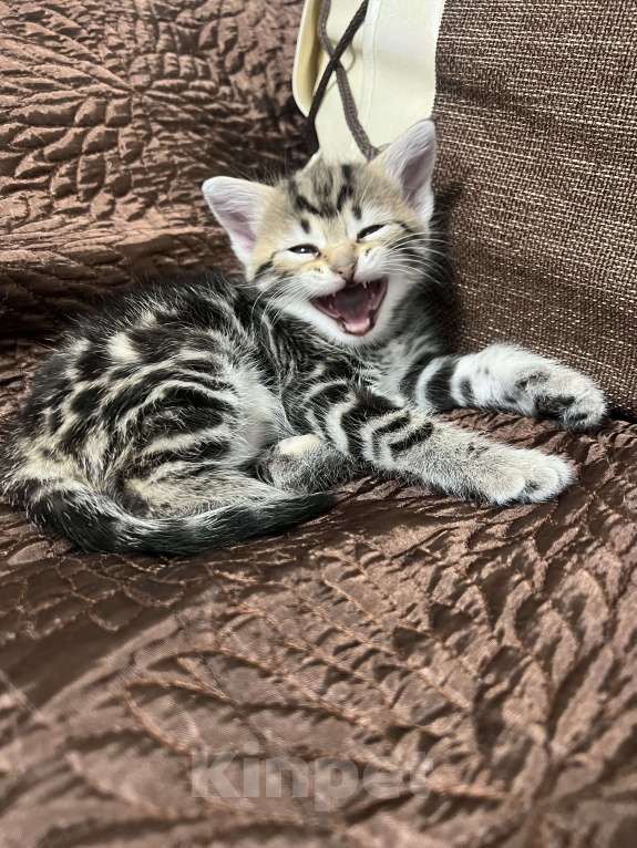 Кошки в Подольске: Красивый котёнок девочка Девочка, 5 000 руб. - фото 4