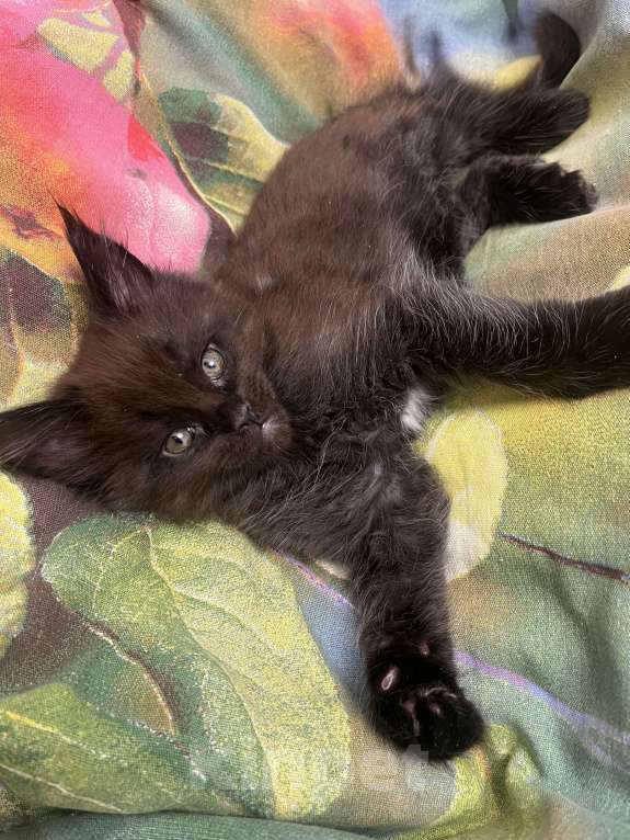 Кошки в Санкт-Петербурге: Баунти Девочка, 25 000 руб. - фото 3