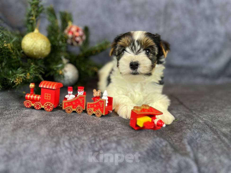 Собаки в Вологде: Щенок бивер терьера Нэо. Предлагается в качестве друга, компаньона, члена семьи.  Мальчик, 50 000 руб. - фото 6