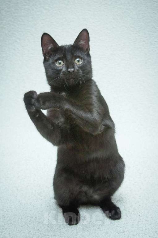 Кошки в Москве: Ищет свою семью малыш Уголек!  Мальчик, Бесплатно - фото 7