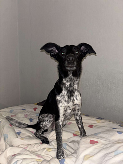 Отдадим собачку в хорошие руки!