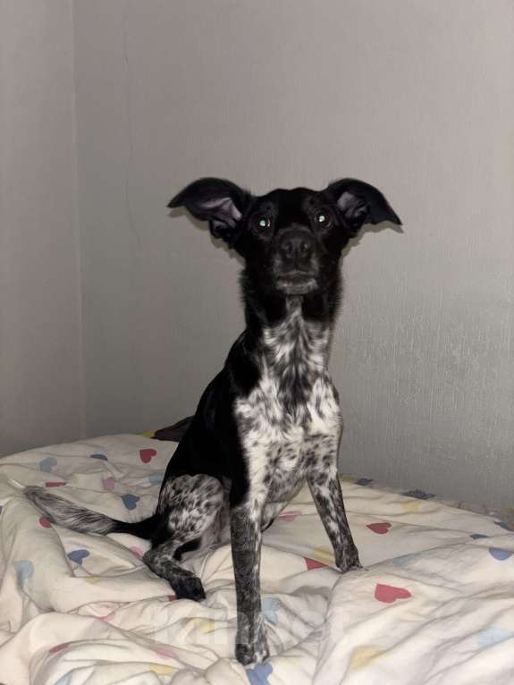 Собаки в Екатеринбурге: Отдадим собачку в хорошие руки! Девочка, Бесплатно - фото 1