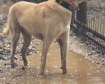 Собаки в Москве: Бывшедомашний пес тоскует в приюте Мальчик, Бесплатно - фото 2