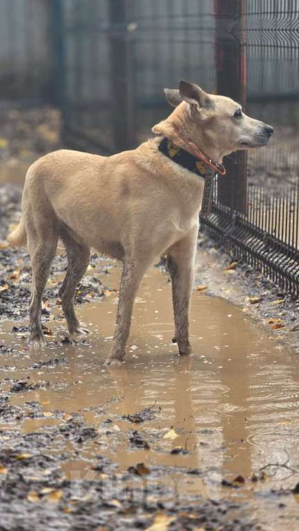Собаки в Москве: Бывшедомашний пес тоскует в приюте Мальчик, Бесплатно - фото 2