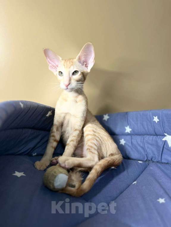 Кошки в Санкт-Петербурге: Ориентальная девченка Девочка, 40 000 руб. - фото 2