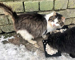 Кошки в Москве: Котик Мурзик, потерявший хозяйку, ищет дом и доброе сердце Мальчик, Бесплатно - фото 1