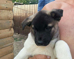Собаки в Волгодонске: Американская акита, 38 000 руб. - фото 2