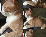 Кошки в Рязани: Рыже- белый альфа котик, 10 руб. - фото 4