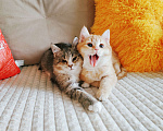 Кошки в Санкт-Петербурге: Котята 2 мес. британец и сибирская в одну семью Мальчик, 200 руб. - фото 5