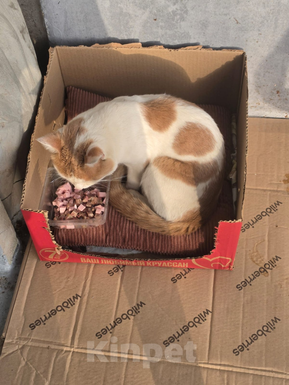 Кошки в Москве: Кот Илюша Мальчик, Бесплатно - фото 4