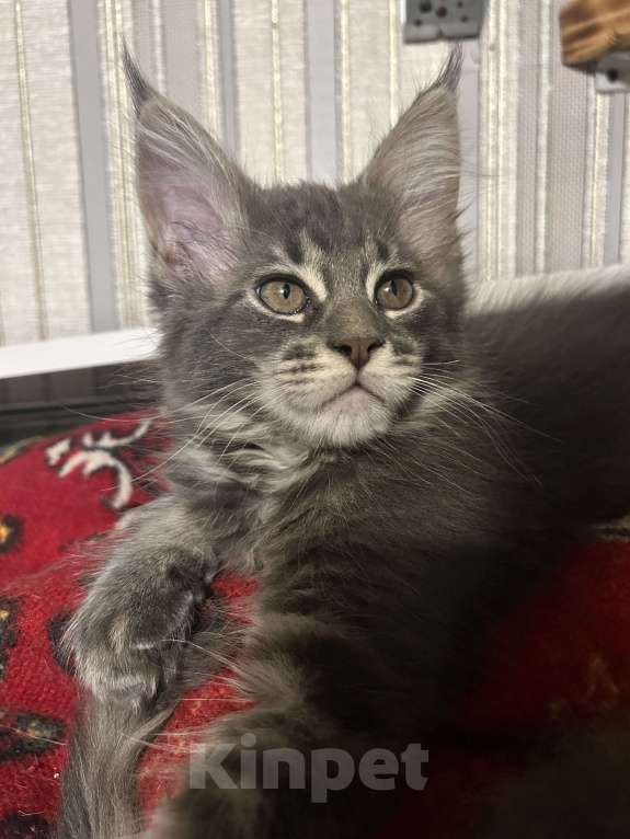 Кошки в Твери: мейн кун от чемпионов породы Мальчик, 40 000 руб. - фото 5