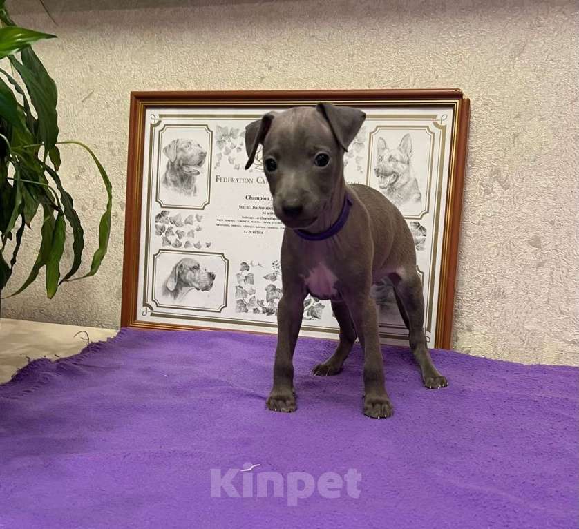 Собаки в Великом Новгороде: щенок левретки Мальчик, 90 000 руб. - фото 7