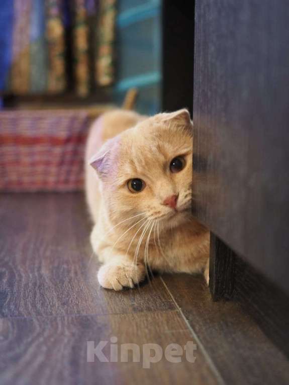 Кошки в Люберцах: Ищет дом очаровательный Симба. Мальчик, Бесплатно - фото 6